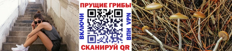 Галлюциногенные грибы Psilocybine cubensis  цена   Иннополис 